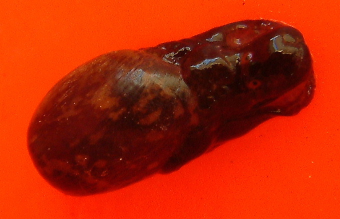 Haminaea fusari  (Alvarez, Garcia & Villani, 1983)